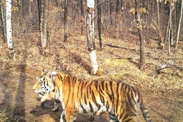  Shadow of a Cub Brings More Hope for Tigers in Russia